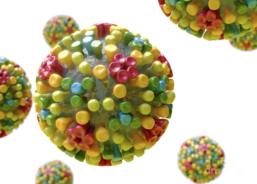 Bluetongue Virus Structure 2 Photograph By Roger Harris Science Photo