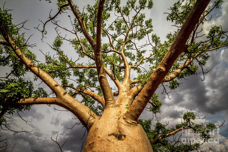 Western Australia Photograph - Boab Tree (adansonia Gregorii) by Paul Williams/science Photo Library Western Australia Photograph - Boab Tree (adansonia Gregorii) by Paul Williams/science Photo Library