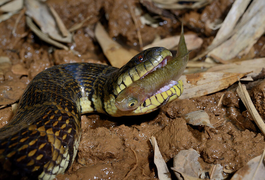 Bocourt's Mud Snake Feeding On Fish, Captive, Occurs In #2 Photograph ...