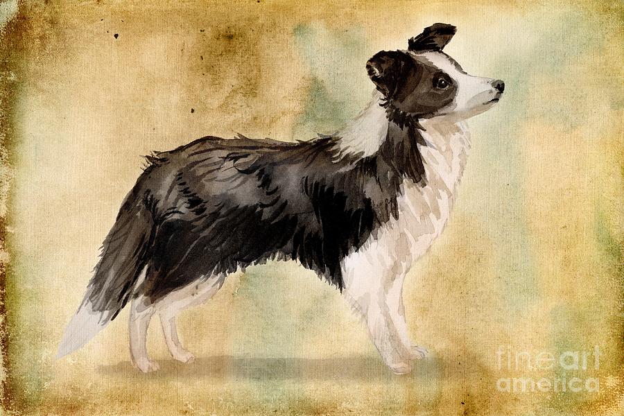 Border Collie #2 Painting by John Edwards