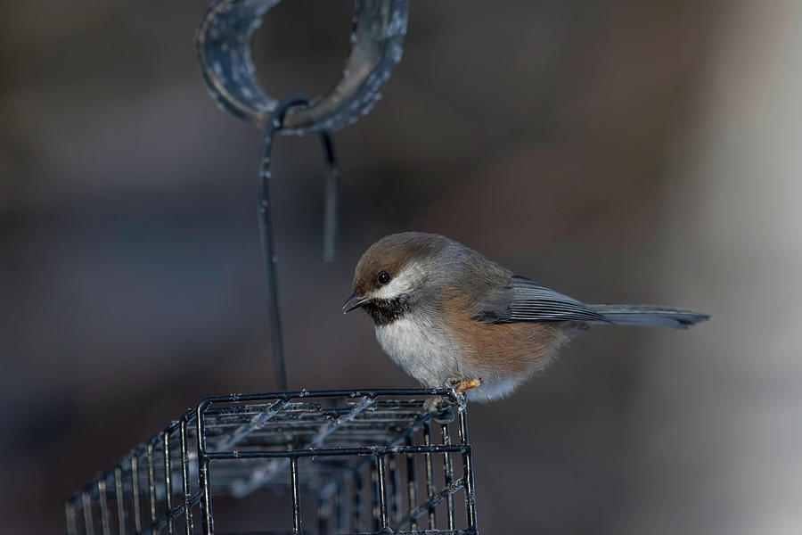 Boreal Chickadee at the Feeder in Alaska #2 Photograph by Dee Carpenter