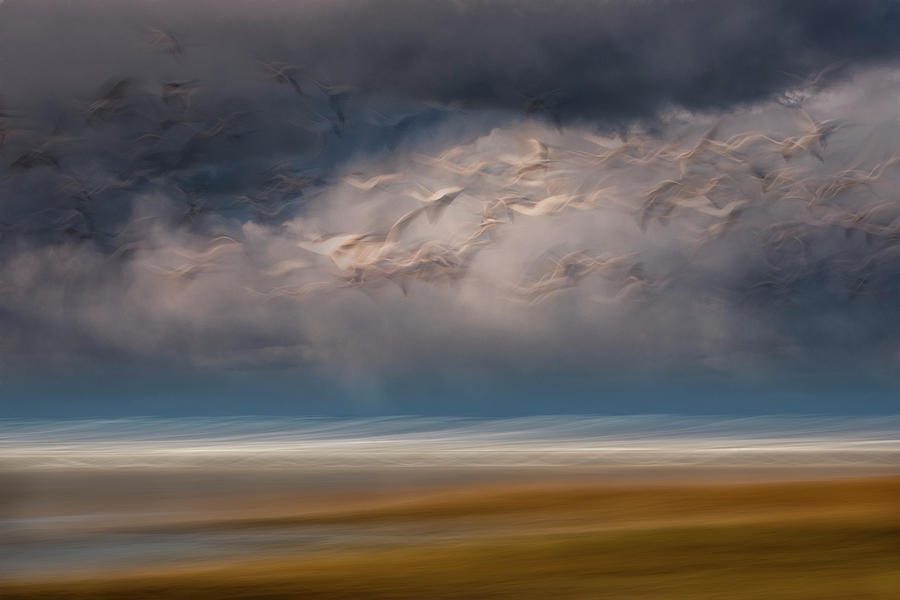Born to Fly by John Whitmarsh Born to Fly by John Whitmarsh