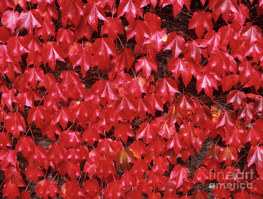 Boston Ivy (parthenocissus Tricuspidata) #2 Photograph by Geoff Kidd/science Photo Library