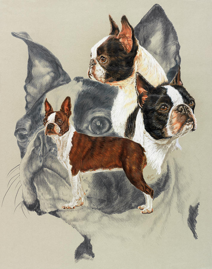 Animal Painting - Boston Terrier #2 by Barbara Keith