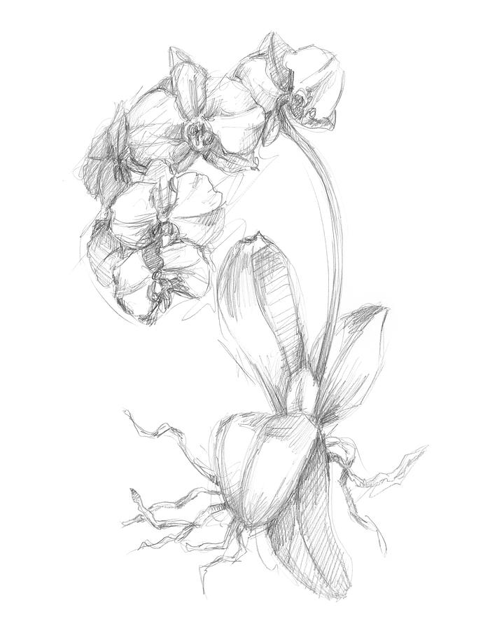 Botanical illustrationrose  Stock Illustration 75151971  PIXTA