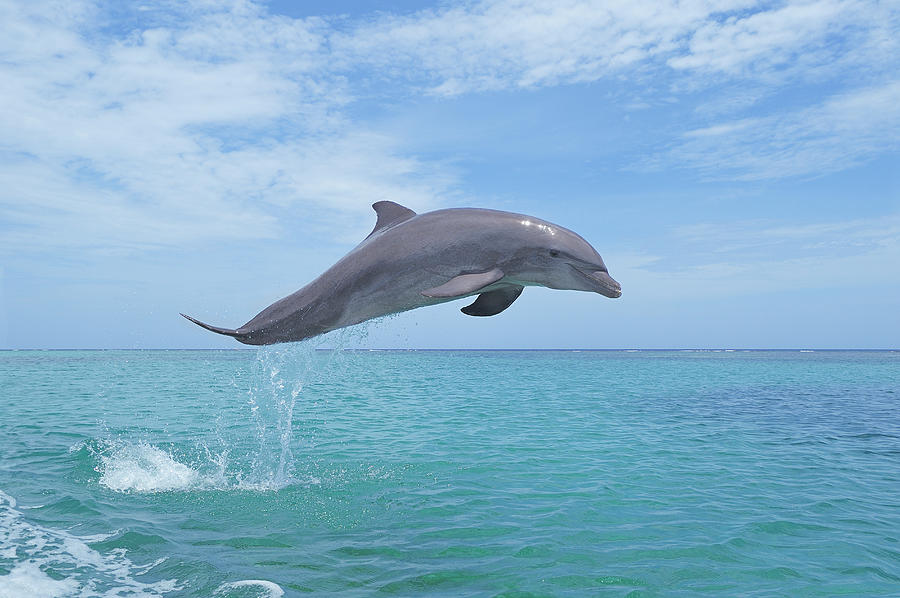 Bottlenose Dolphin Jumping #2 Photograph by Martin Ruegner
