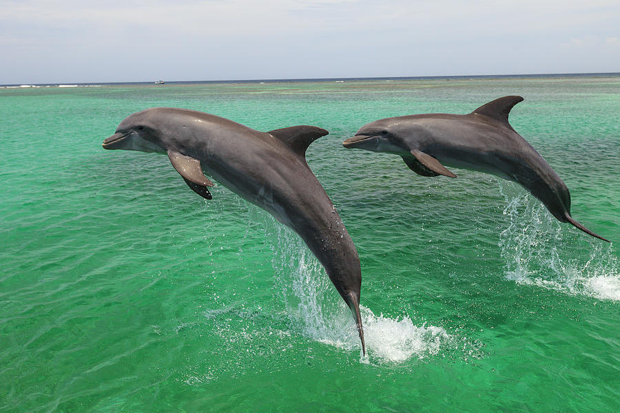 Wildlife Photograph - Bottlenose Dolphin, Roatan, Bay #2 by Stuart Westmorland