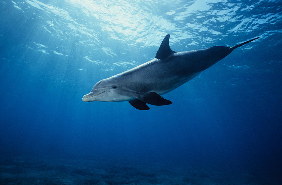 Bottlenose Dolphin,tursiops by Gerard Soury