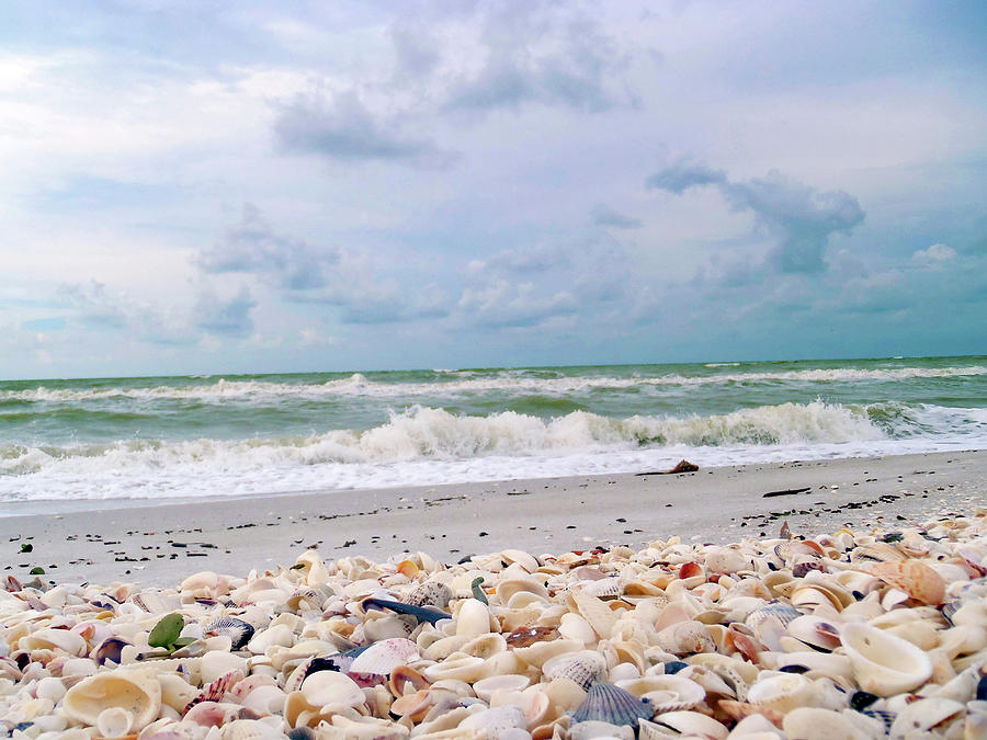 Bounty Of Shells On Beaches Of Sanibel #2 Photograph by Anna Miller