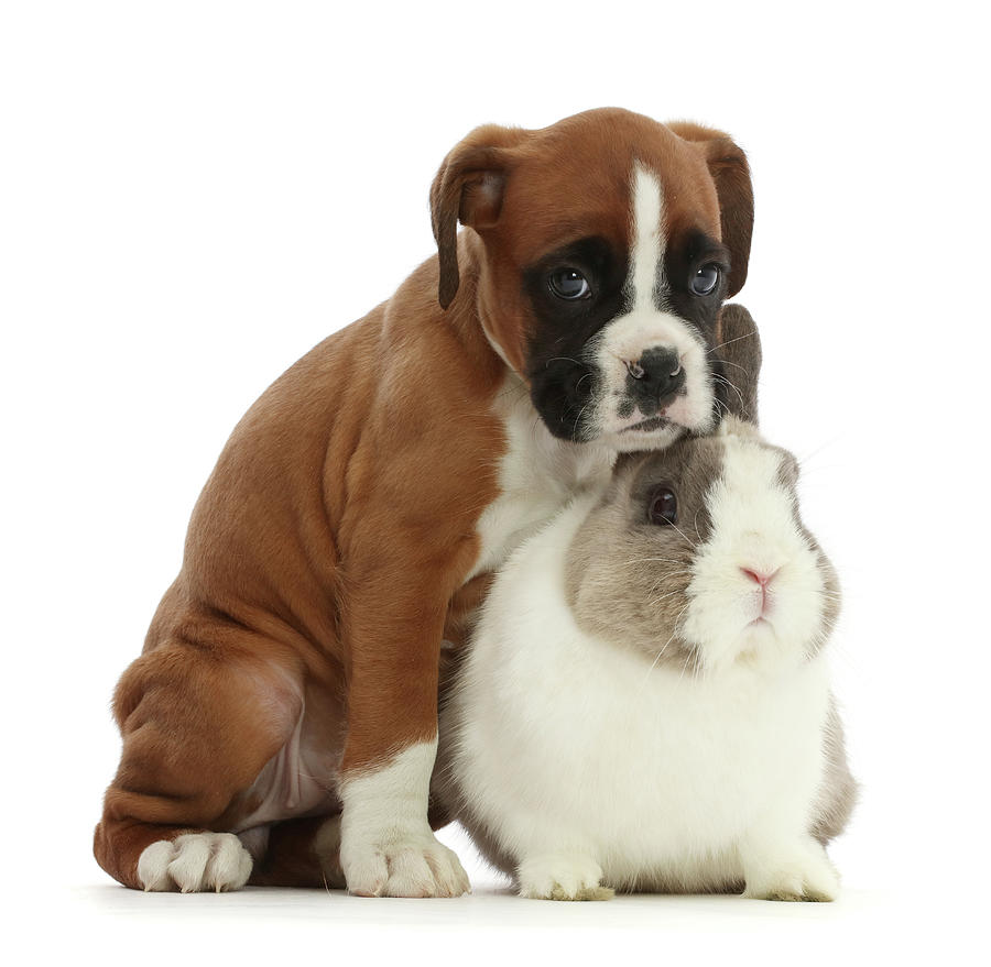 Boxer Puppy And Netherland Dwarf Rabbit #2 Photograph by Mark Taylor