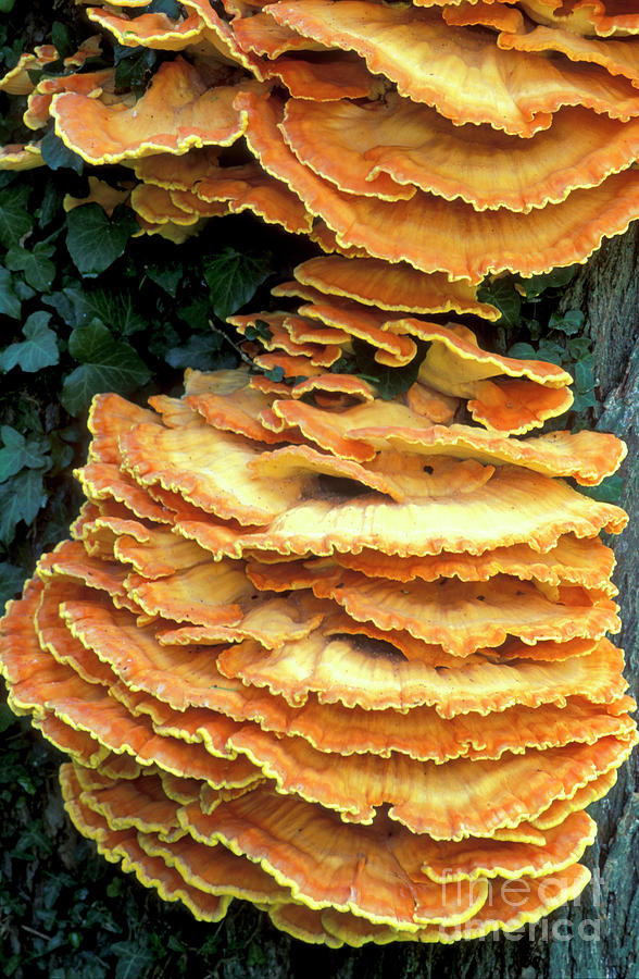 Bracket Polypore Fungi #2 Photograph by Dr Keith Wheeler/science Photo Library