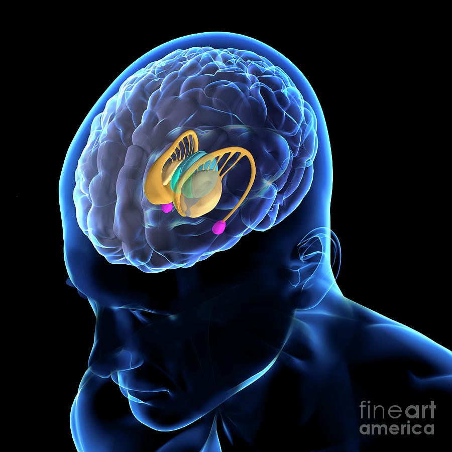 Brain Anatomy #2 Photograph by Fernando Da Cunha/science Photo Library