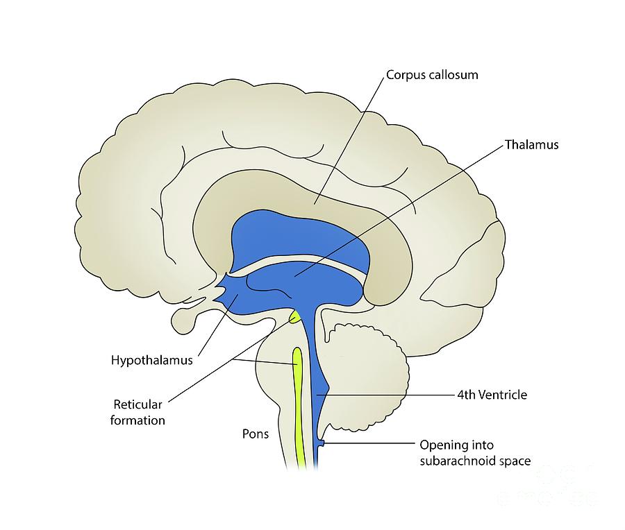 Brain Anatomy #2 by Maurizio De Angelis/science Photo Library