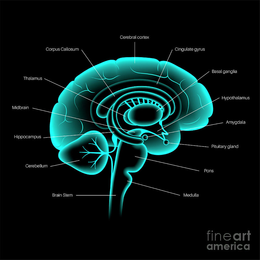 Brain Anatomy #2 Photograph by Pikovit / Science Photo Library