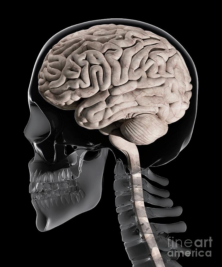 Brain And Skull Anatomy #2 by Claus Lunau/science Photo Library