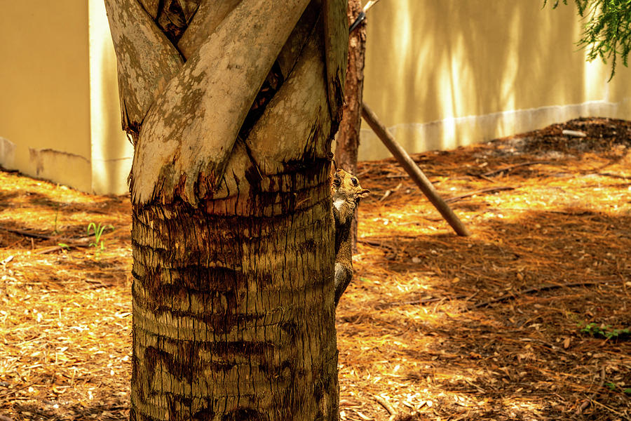 Animals Photograph - Branch To Branch by Ric Schafer Animals Photograph - Branch To Branch by Ric Schafer