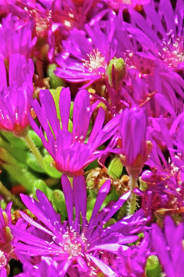 Bright Pink Ice Plant at Saint Lukes Lutheran Church in Claremont, California #2 Photograph by Ruth Hager