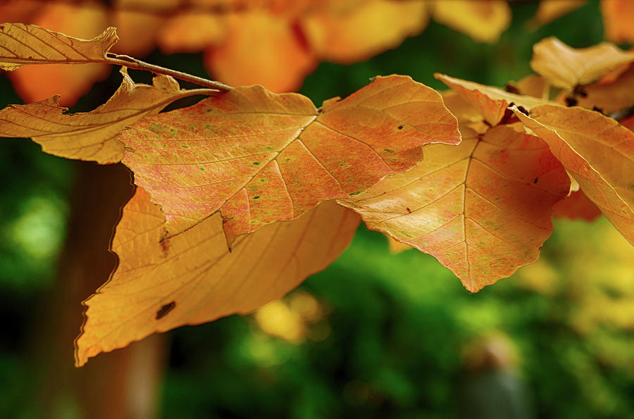 Brightly colored autumn leaves in  Arboretum #2 Photograph by Steve Estvanik