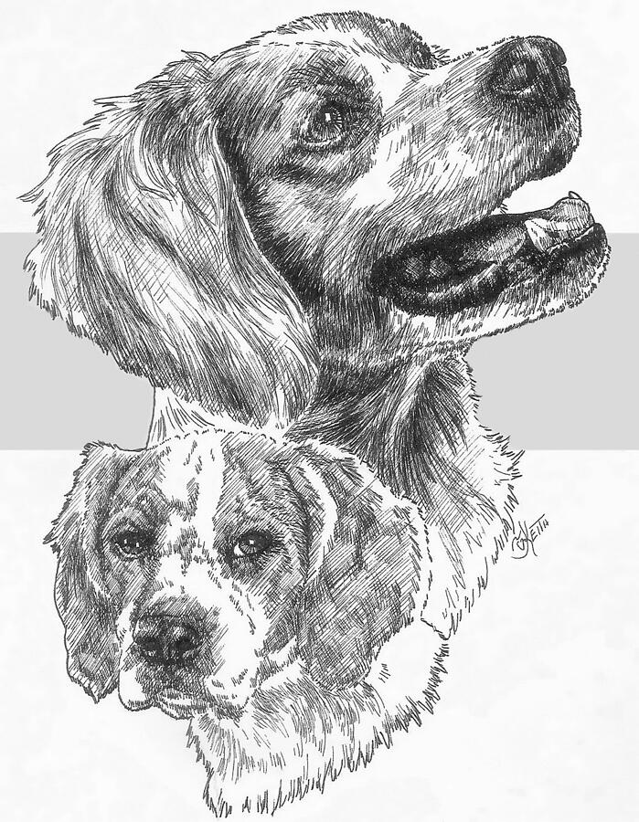 Brittany Spaniel and Pup Drawing by Barbara Keith
