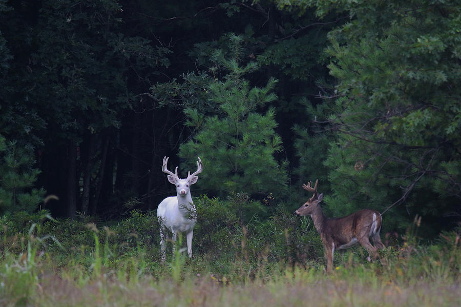 Brown and White Deer #2 Photograph by Brook Burling