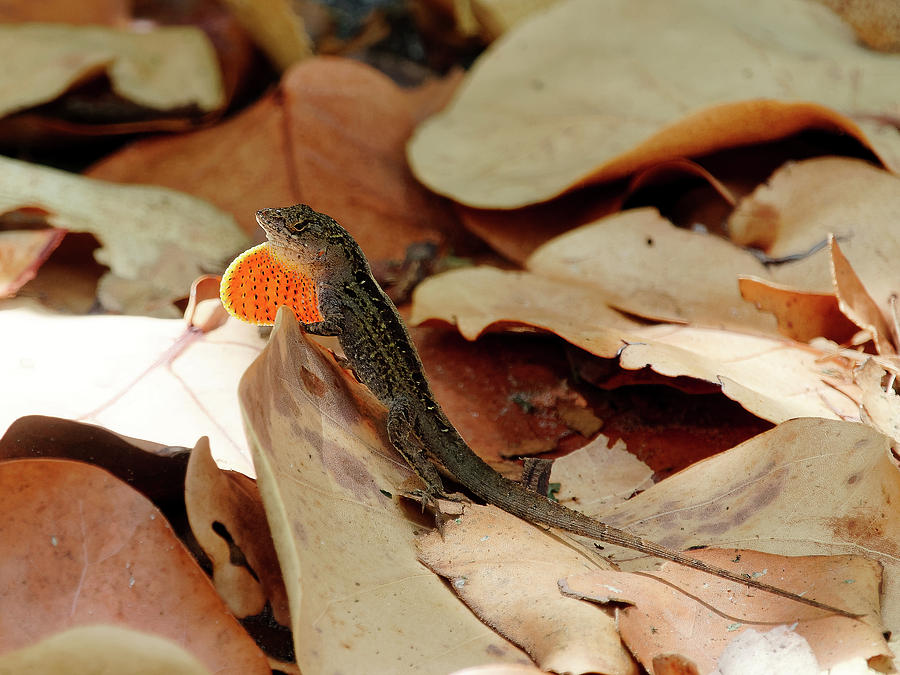 Brown Anole Lizard Displaying Orange Neck Dewlap Photograph