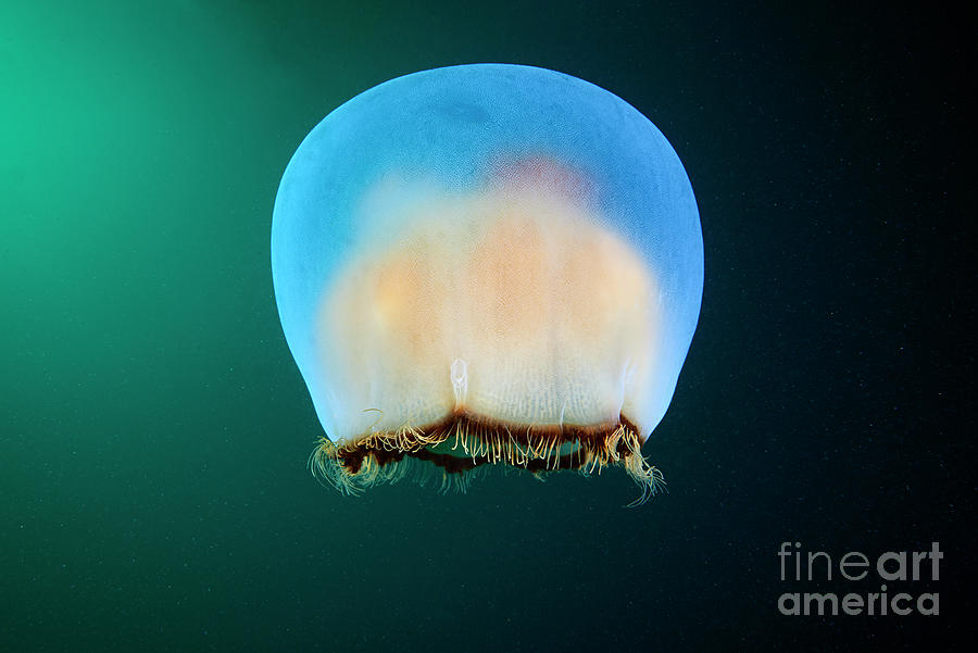 Nature Photograph - Brown Banded Moon Jellyfish #2 by Alexander Semenov/science Photo Library