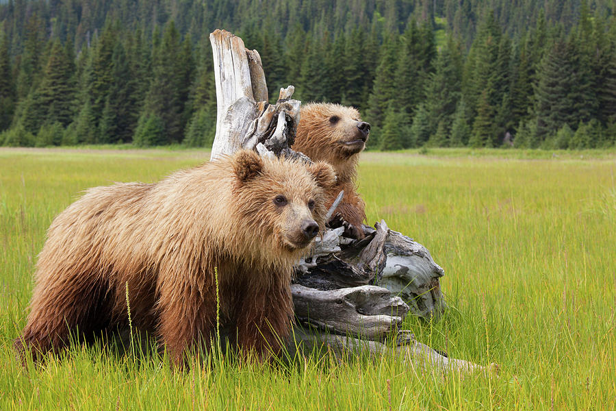 Brown Bears, Lake Clark National Park #2 Photograph by Mint Images/ Art Wolfe