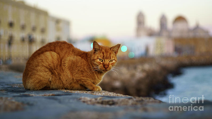 Brown Cat and Cathedral by the Sea Cadiz Spain Photograph by Pablo Avanzini