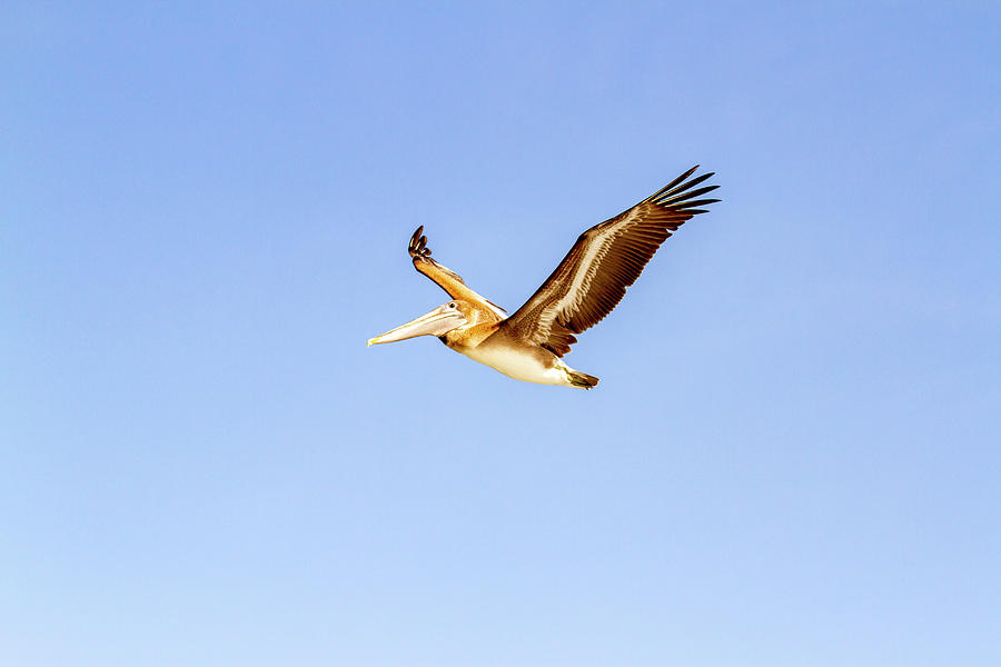 Brown Pelican #2 Photograph by Karen Foley