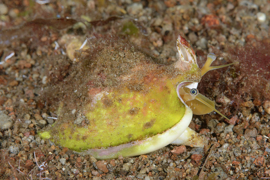 Conch Animal