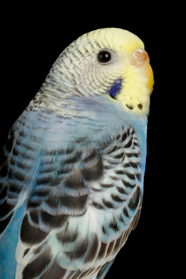 Budgerigar Melopsittacus Undulatus Photograph By David Kenny - Fine Art ...