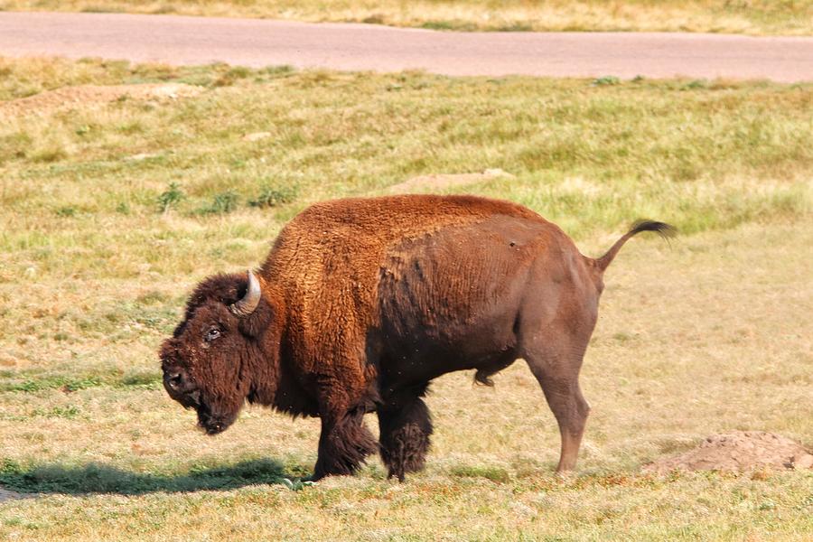 Buffalo At Custer State Park Photograph
