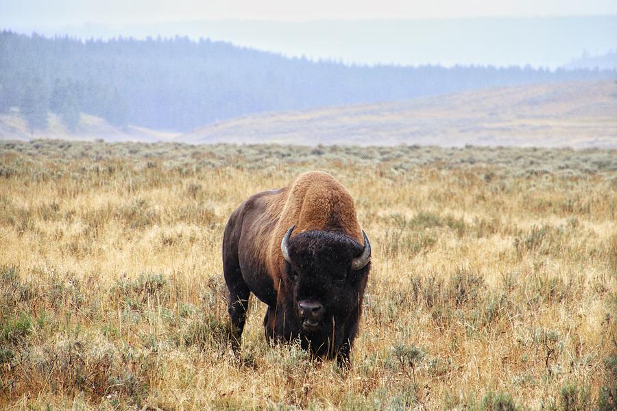 Buffalo at Yellowstone National Park #2 Photograph by Susan Jensen