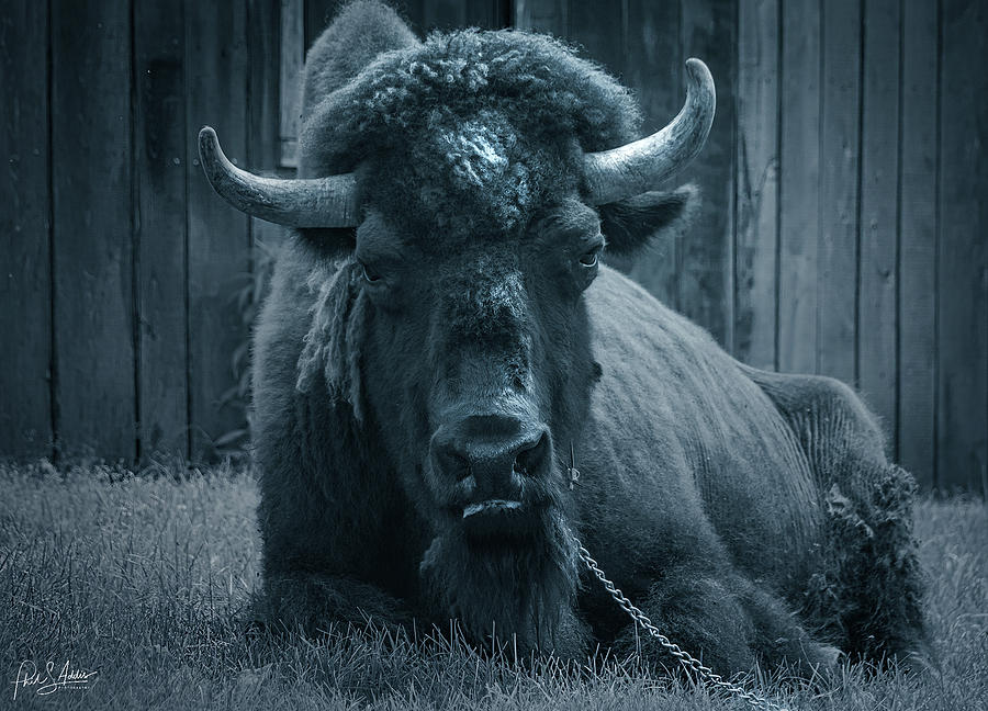 Buffalo Cody #2 Photograph by Phil S Addis