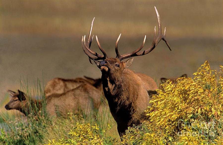 bull elk cervus elaphus wild wyoming by Dave Welling bull elk cervus elaphus wild wyoming by Dave Welling