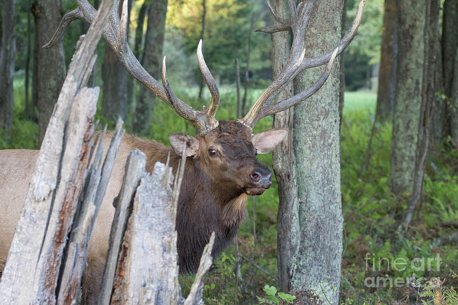 Bull Elk Series Photograph by Jeannette Hunt