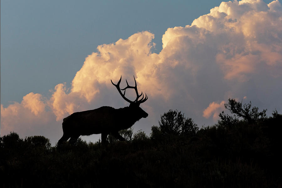 Bull Elk Or Wapiti Silhouetted On Ridge Photograph by Adam Jones - Fine ...