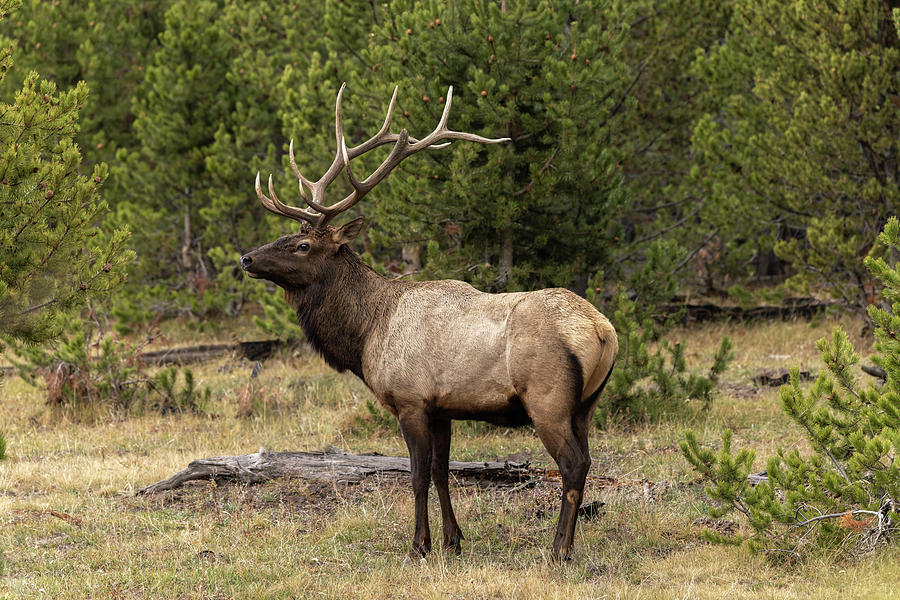 Bull Elk Or Wapiti, Yellowstone Photograph by Adam Jones - Fine Art America