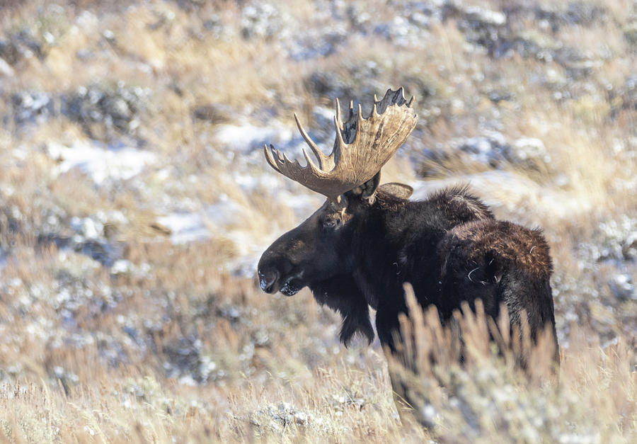 Bull Moose by Michael Chatt Bull Moose by Michael Chatt