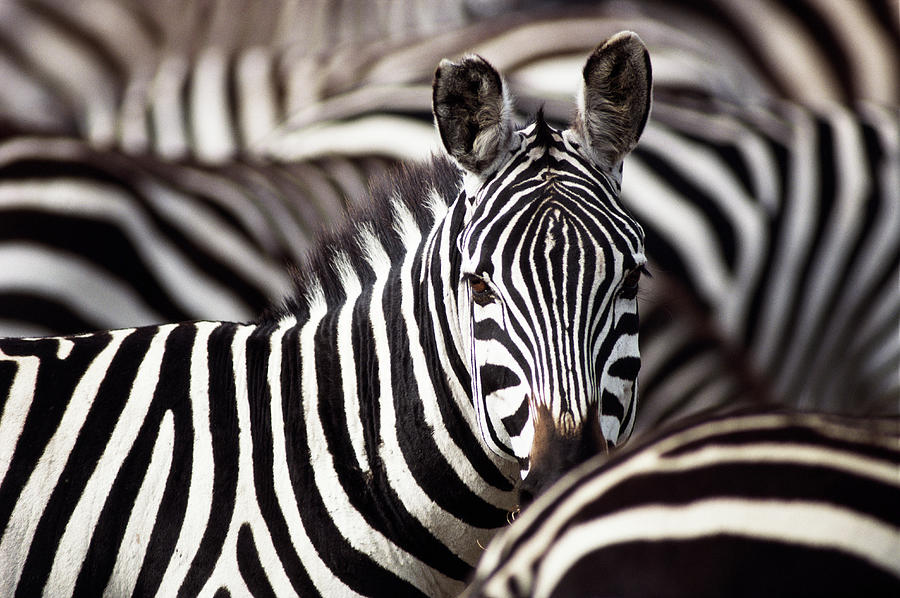 Burchells Zebras Equus Burchelli Photograph by Art Wolfe