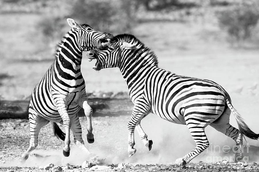 Animal Photograph - Burchells Zebras Fighting #2 by Tony Camacho/science Photo Library