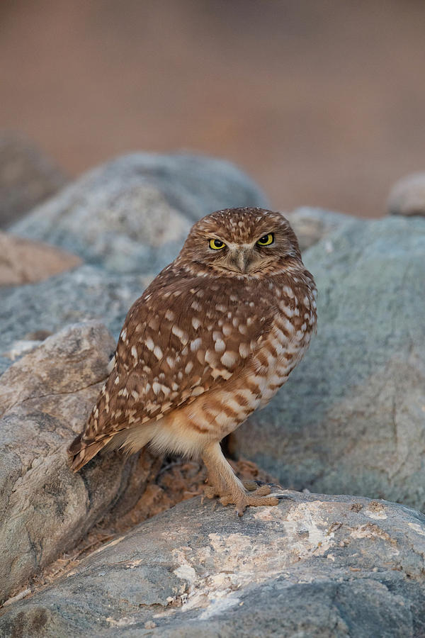 Burrowing Owl #2 Photograph by James Zipp