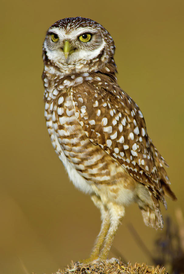 Burrowing Owl #2 Photograph by Scotthelfrichphotography.com