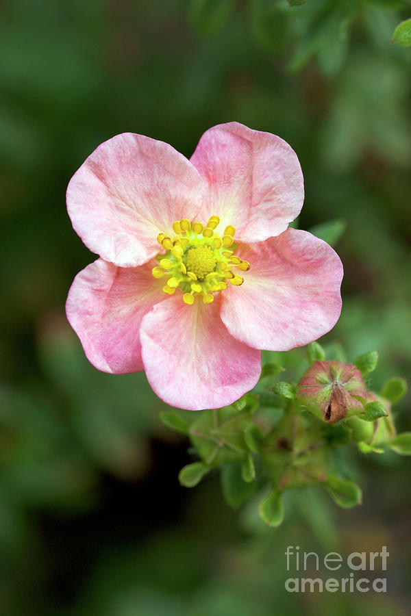 Buttercup Shrub grace Darling #2 Photograph by Science Photo Library Buttercup Shrub grace Darling #2 Photograph by Science Photo Library