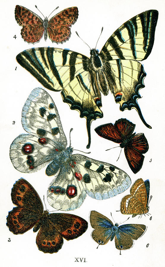 Butterflies #2 Digital Art by Duncan1890