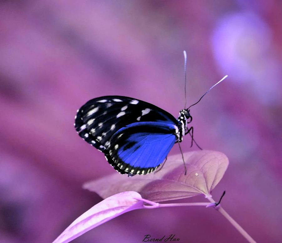 Butterfly by Bernd Hau Butterfly by Bernd Hau