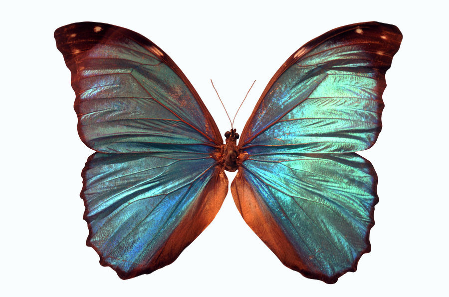 Butterfly #2 Photograph by John Foxx
