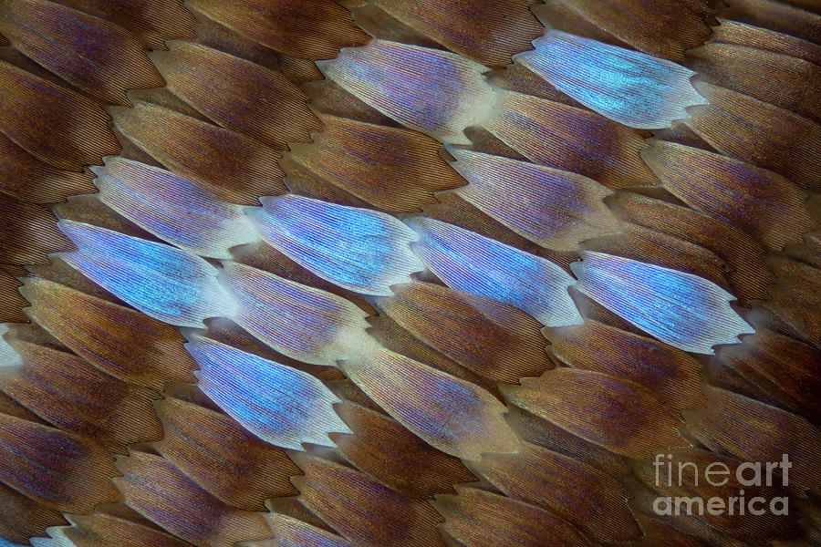 Butterfly Scales #2 Photograph by Frank Fox/science Photo Library