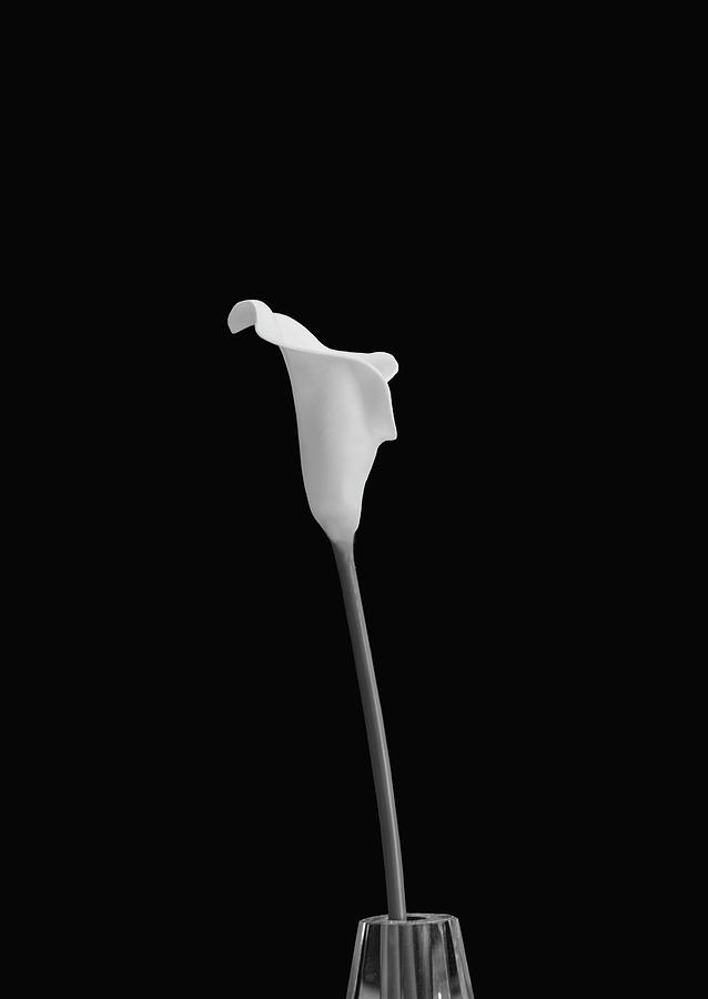 Cala Lily CA BW by Jim Dollar Cala Lily CA BW by Jim Dollar