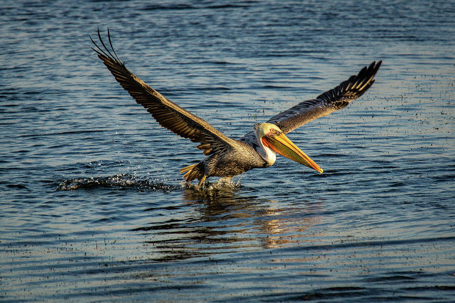 California Brown Pelican #2 Photograph by Donald Pash